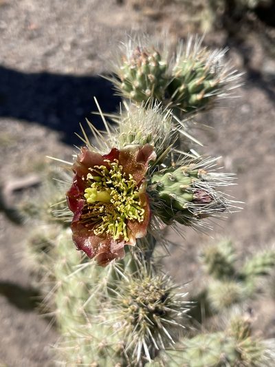 Cylindropuntia alcahes, photographed by Sula Vanderplank