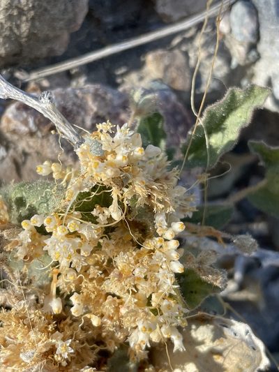Cuscuta tuberculata, photographed by Sula Vanderplank