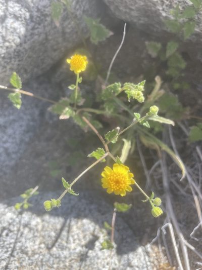 Perityle californica, photographed by Sula Vanderplank