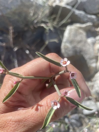 Euphorbia xanti, photographed by Sula Vanderplank