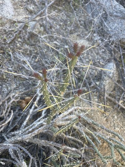 Cylindropuntia tesajo, photographed by Sula Vanderplank