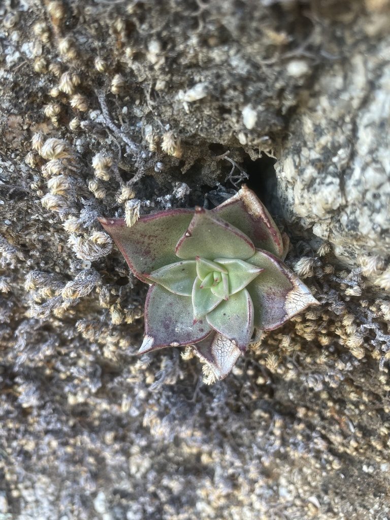 Dudleya gatesii, photographed by Sula Vanderplank