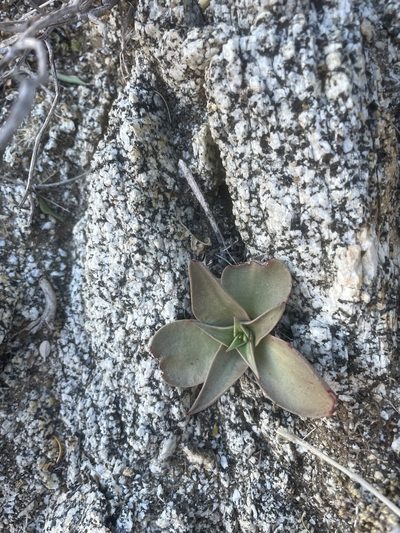 Dudleya gatesii, photographed by Sula Vanderplank