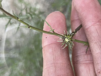Adenophyllum porophylloides, photographed by Sula Vanderplank