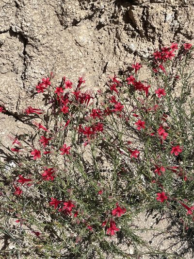 Ipomopsis tenuifolia, photographed by Sula Vanderplank