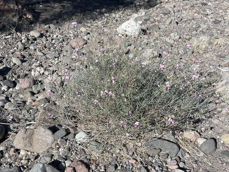 Tephrosia palmeri, photographed by Sula Vanderplank