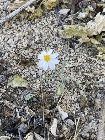 Nicolletia trifida, photographed by Sula Vanderplank