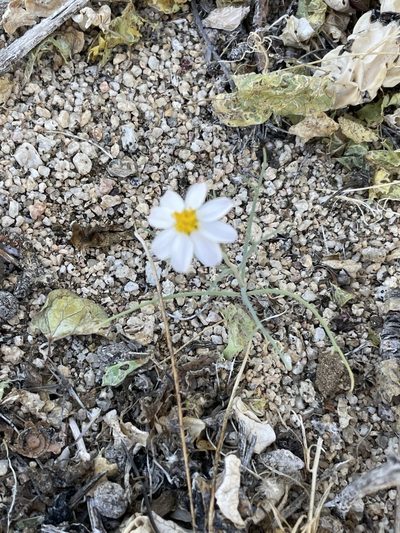 Nicolletia trifida, photographed by Sula Vanderplank