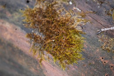 Platygyrium repens, photographed by Quinten Wiegersma