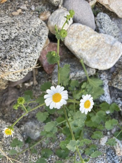 Amauria rotundifolia, photographed by Sula Vanderplank