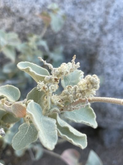 Croton magdalenae, photographed by Sula Vanderplank
