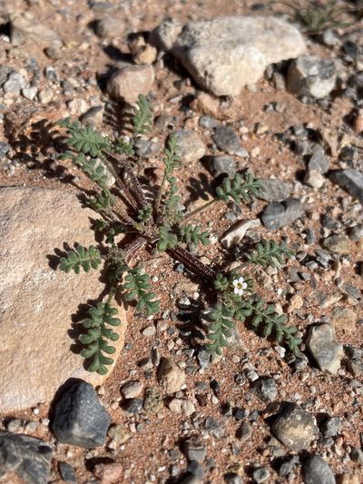 Phacelia ivesiana, photographed by Matt Berger
