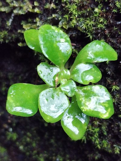 Aichryson divaricatum, photographed by Vítor Jorge