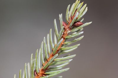 Picea mariana, photographed by Quinten Wiegersma