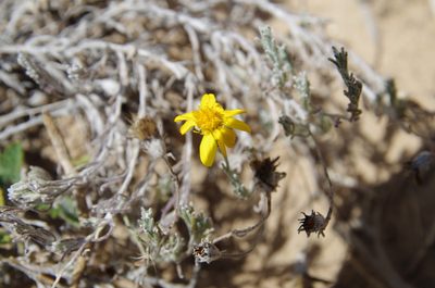 Thymophylla tephroleuca, photographed by Eric Knight