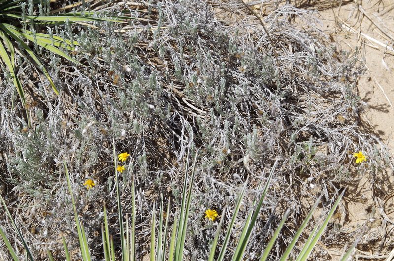 Thymophylla tephroleuca, photographed by Eric Knight