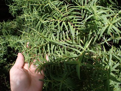 Veronica parviflora, photographed by Lisa Bennett