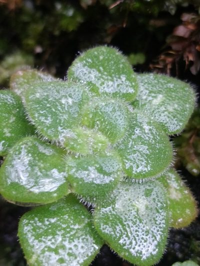 Aichryson villosum, photographed by Vítor Jorge