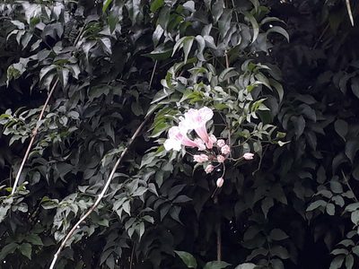 Podranea ricasoliana, photographed by Doug Miller
