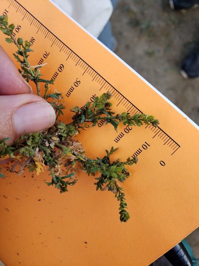 Lepidium oblongum, photographed by Amy
