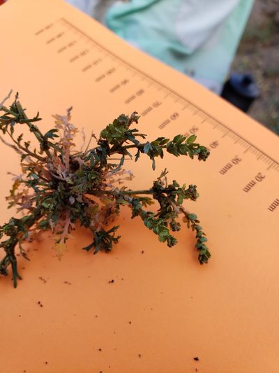 Lepidium oblongum, photographed by Amy