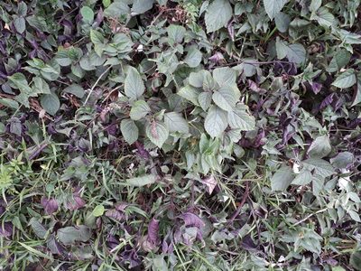 Plectranthus ciliatus, photographed by Doug Miller