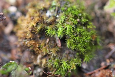 Dicranum viride, photographed by Quinten Wiegersma