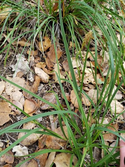 Carex triquetra, photographed by Amy