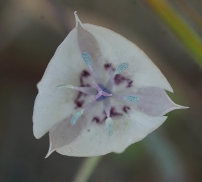 Calochortus umbellatus, photographed by Carrie Seltzer