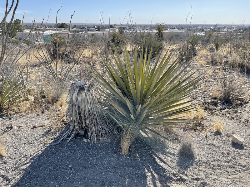 Yucca faxoniana, photographed by CK2AZ