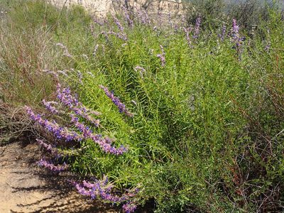 Trichostema lanatum, photographed by George Williams