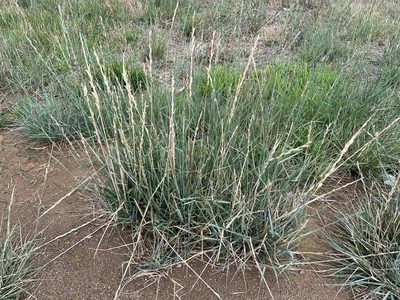 Elymus repens, photographed by Miguel de Salas