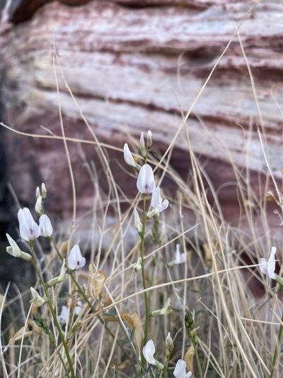 Astragalus remotus, photographed by Matt Berger