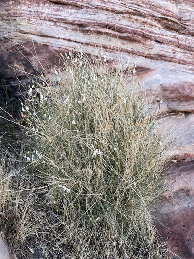 Astragalus remotus, photographed by Matt Berger