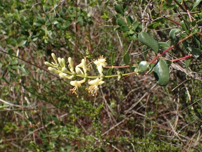 Lonicera subspicata, photographed by George Williams