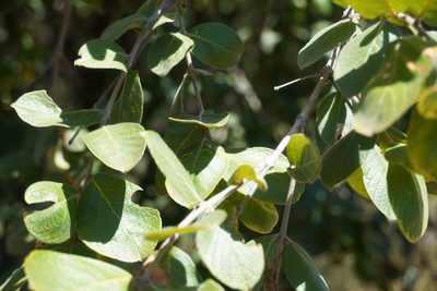 Combretum molle, photographed by Matthew Fainman