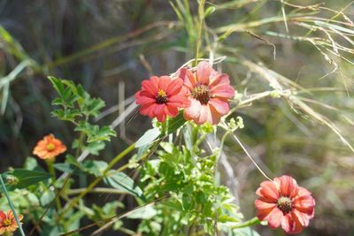 Zinnia peruviana, photographed by Matthew Fainman