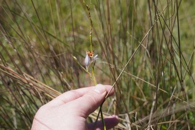 Gladiolus pretoriensis, photographed by Matthew Fainman