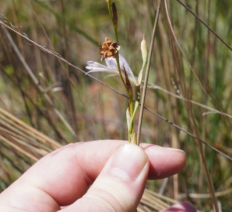 Gladiolus pretoriensis, photographed by Matthew Fainman