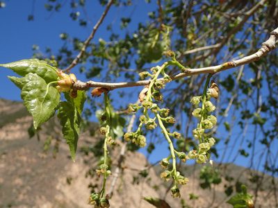 Populus fremontii, photographed by George Williams