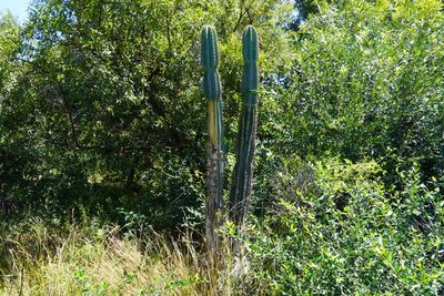 Cereus jamacaru, photographed by Matthew Fainman
