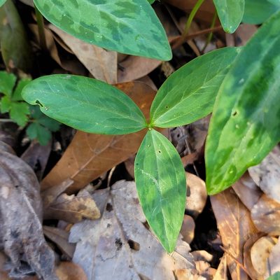Trillium lancifolium, photographed by Alan Jeon