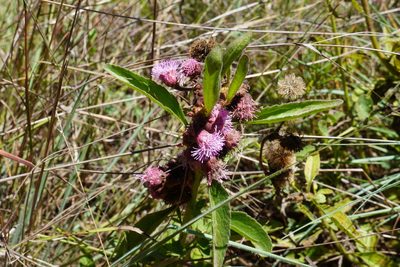 Campuloclinium macrocephalum, photographed by Matthew Fainman