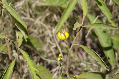 Solanum campylacanthum, photographed by Matthew Fainman