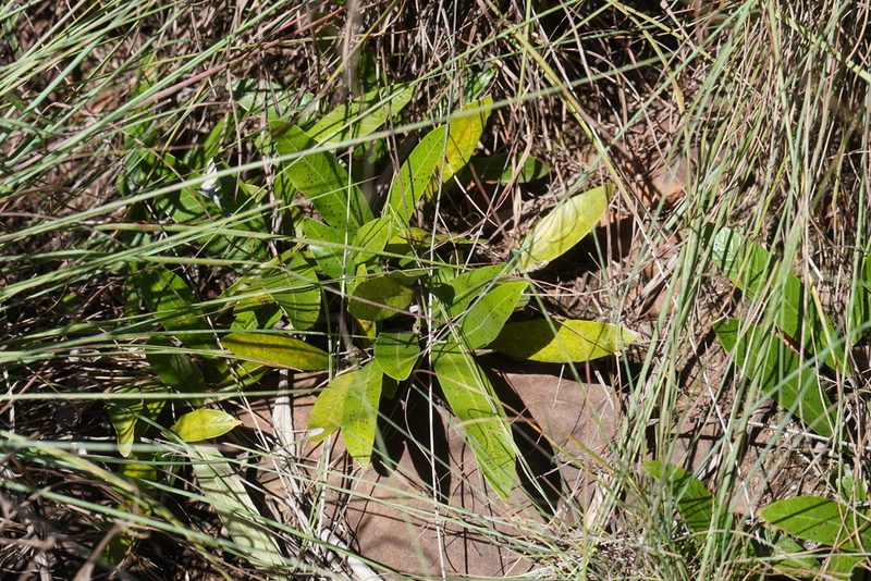 Parinari capensis, photographed by Matthew Fainman