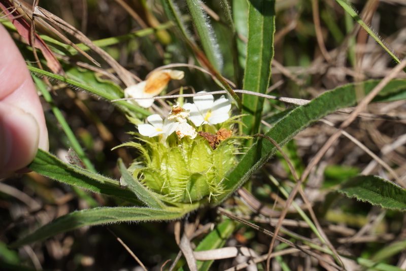 Crabbea cirsioides, photographed by Matthew Fainman