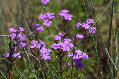 Verbena aristigera, photographed by Matthew Fainman