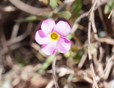 Oxalis obliquifolia, photographed by Matthew Fainman