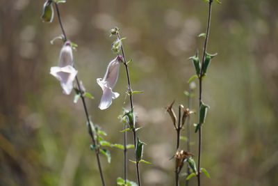 Sesamum trilobum, photographed by Matthew Fainman