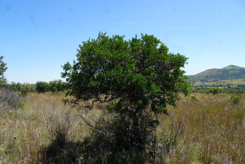 Strychnos pungens, photographed by Matthew Fainman